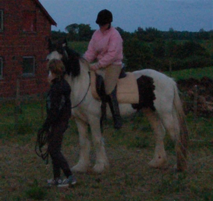 Irish Cob Egehøj`s Piano  - Piano under rytter for første gang! billede 14