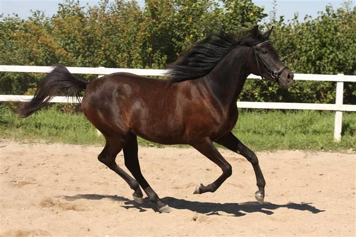 Arabisk fuldblod (OX) Ja'thopa - Løs på ridebanen. D. 31. juli 2008. Foto: Mig. billede 14