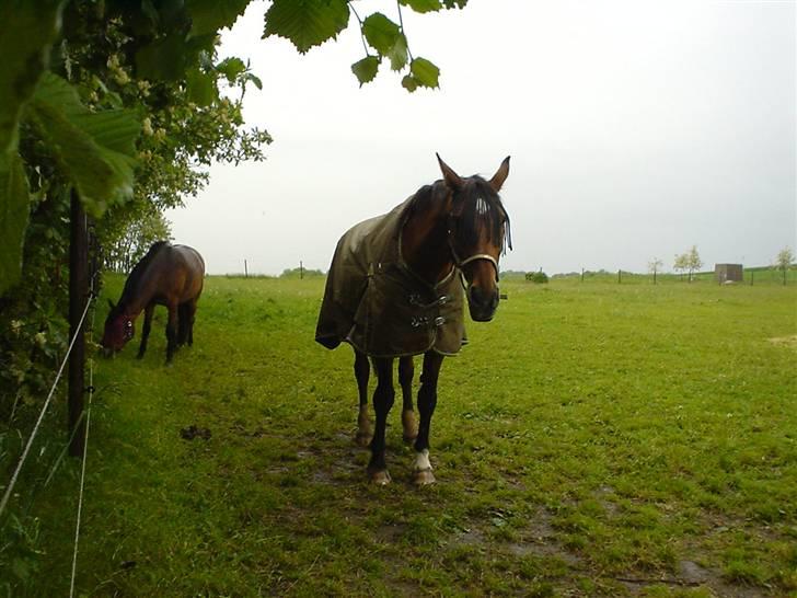 Dansk Varmblod Lucky - Når regner regner oppe på taget, har regnen slet ikke op´pedaget...Det ka regne nul ned.. Vi har stoppet hullet..Det ku regnen jo ikke regne ud!!! billede 5