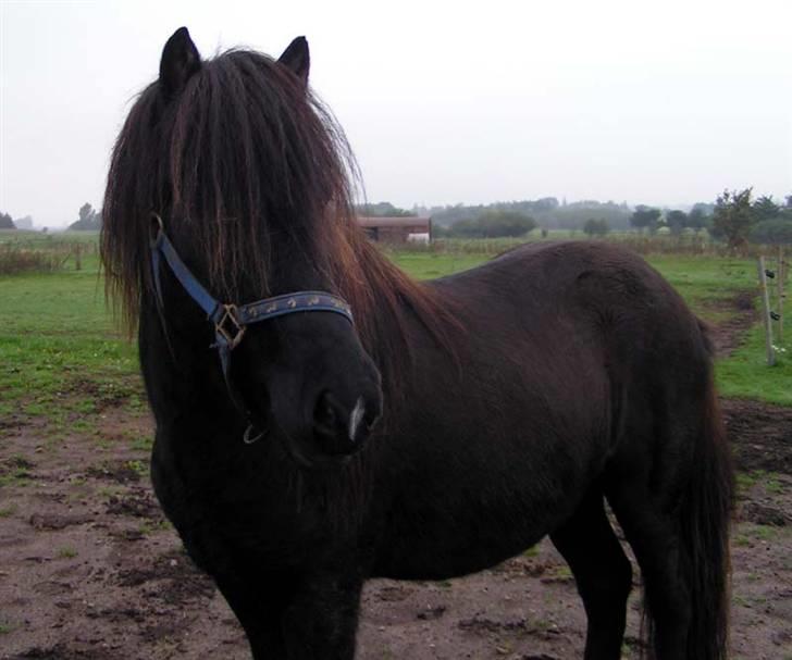 Islænder Bersi fra Fejø - Smukke Bersi som hingst efterår 2006 billede 1