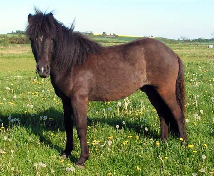 Islænder Bersi fra Fejø - Bersi på græs maj 2008 billede 2