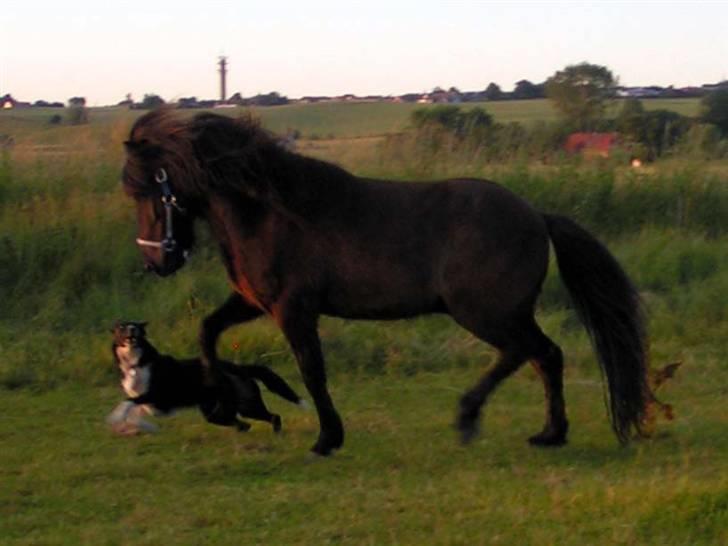 Islænder Bersi fra Fejø - Bersi og T´Kaya løber om kap billede 3