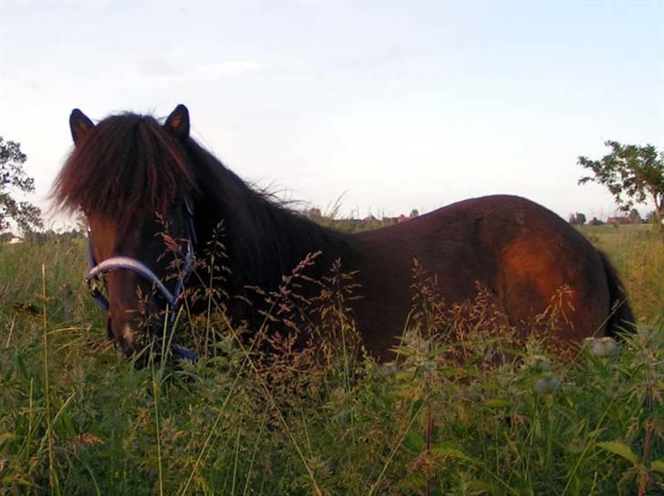 Islænder Bersi fra Fejø - I Paradis... billede 4