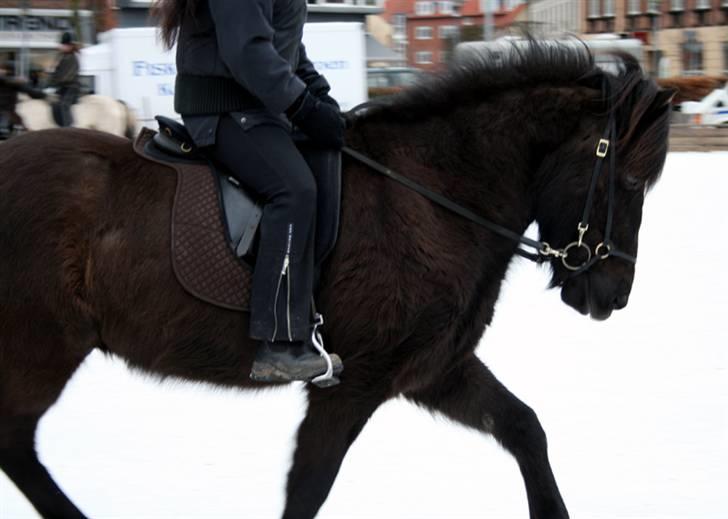 Islænder Bersi fra Fejø - Til istølt i Slagelse 2008 billede 5