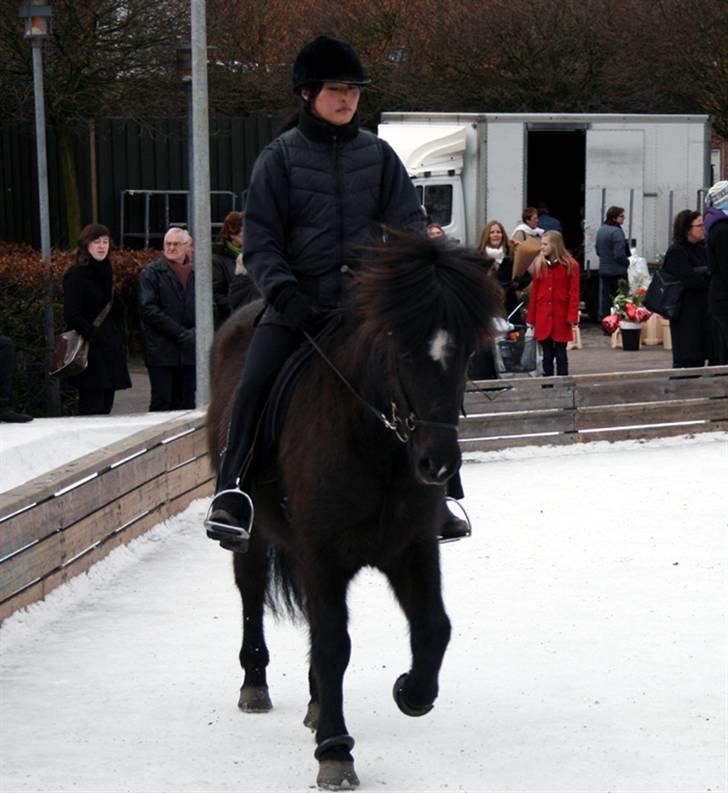 Islænder Bersi fra Fejø - På isen... billede 6