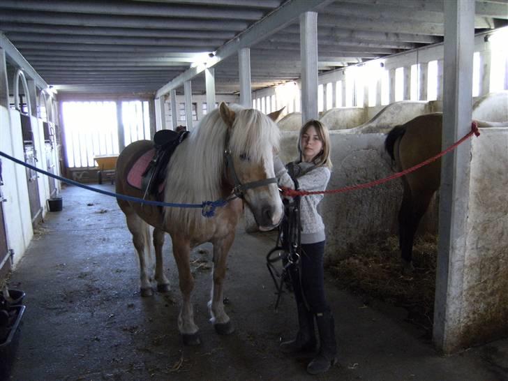 Haflinger Freja (Vera) (solgt) - Maria ved at sadle Freja op billede 2