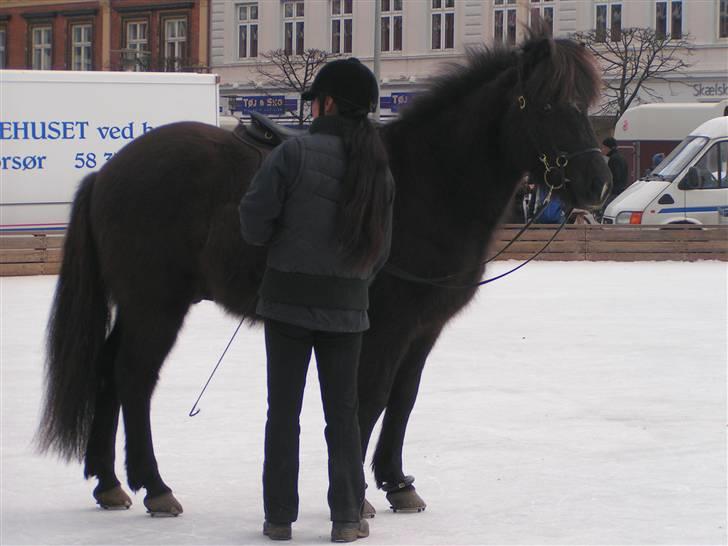Islænder Bersi fra Fejø - Vi er ved at gøre klar til istølten billede 7
