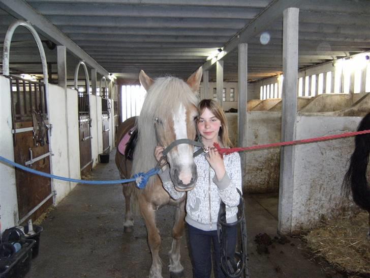 Haflinger Freja (Vera) (solgt) - Maria og Freja, er hun ikke dejlig billede 3