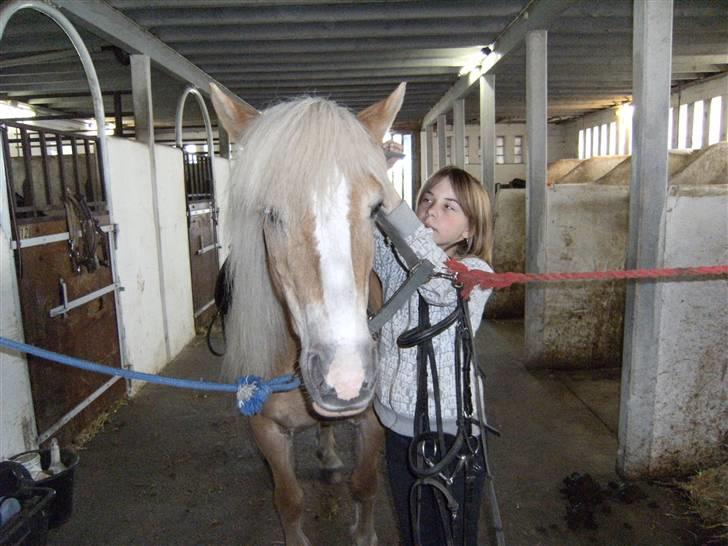 Haflinger Freja (Vera) (solgt) - Jeg står helt stille og finder mig i det hele billede 4