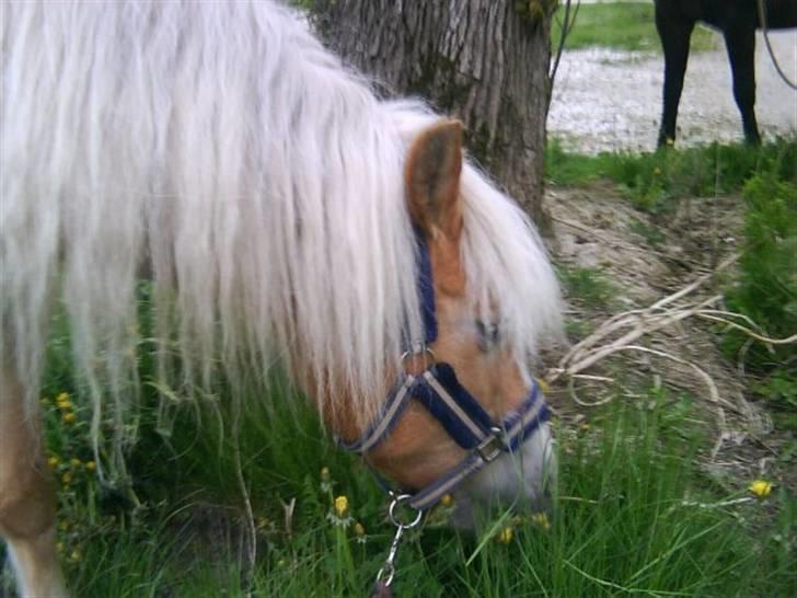 Haflinger Freja (Vera) (solgt) - freja da vi var ude og gå med dem. billede 5