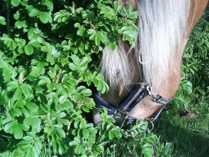 Haflinger Freja (Vera) (solgt) - freja gemmer sig i busken. billede 6