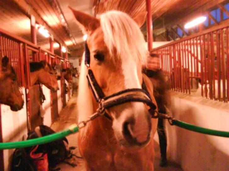 Haflinger Freja (Vera) (solgt) - freja på rideskolen billede 7