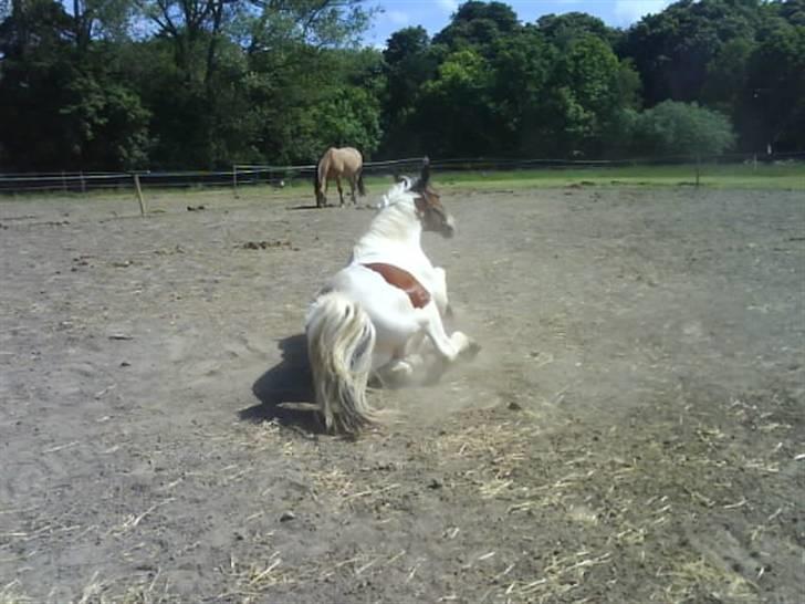 Anden særlig race Toffie SAVNER DIG :'( - En rulle tur er altid godt <3 [Foto: Sara] billede 15