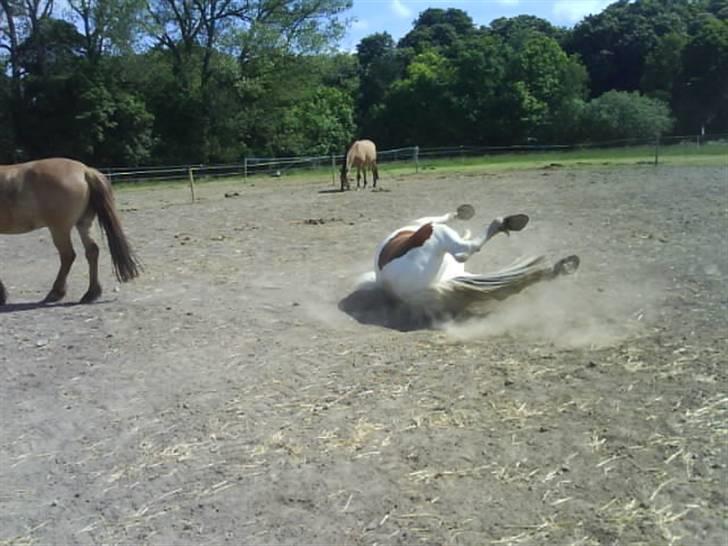 Anden særlig race Toffie SAVNER DIG :'( - Mums ! [Foto: Sara] billede 16