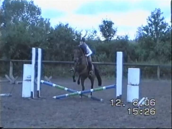 Arabisk fuldblod (OX) Marcijawa ox 3626 - Første gang både Jawa og jeg springer billede 9