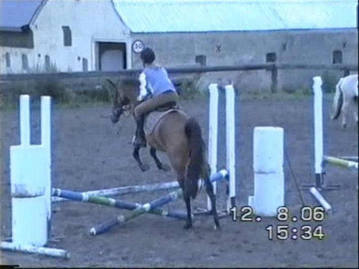 Arabisk fuldblod (OX) Marcijawa ox 3626 - Første gang både Jawa og jeg springer august 2006 billede 10