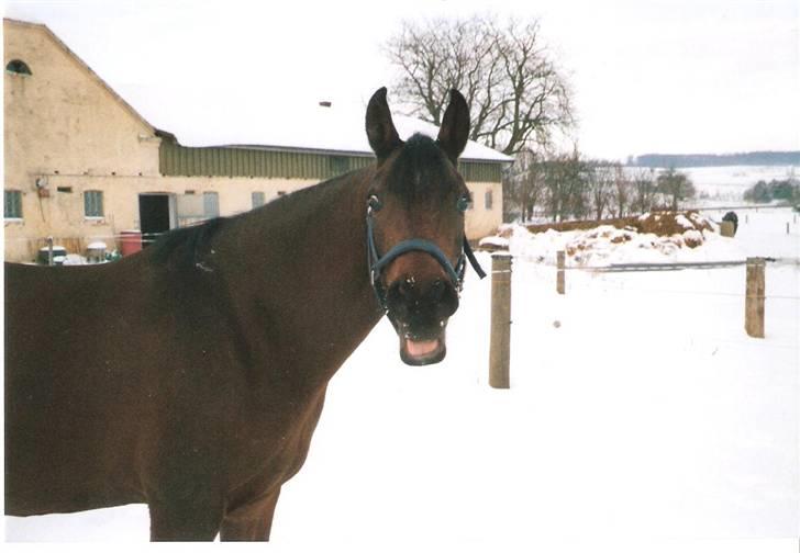 Arabisk fuldblod (OX) Marcijawa ox 3626 - tja.... hvad skal jeg sige billede 11