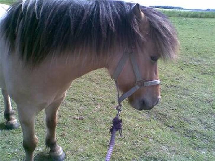 Anden særlig race Zimba / Rex - Den lille Rex (:<3 billede 2