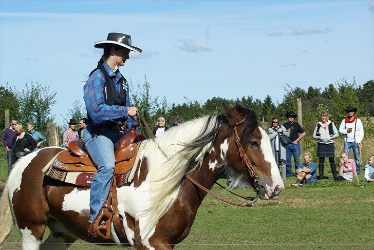 Irish Cob Holm´s Silas of Picasso - fra show - august 2010 billede 7