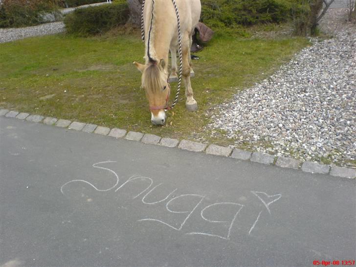 Fjordhest Snuggi - Snuggi på øen  billede 2