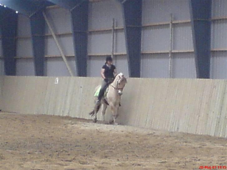 Fjordhest Snuggi - Dressur billede billede 3