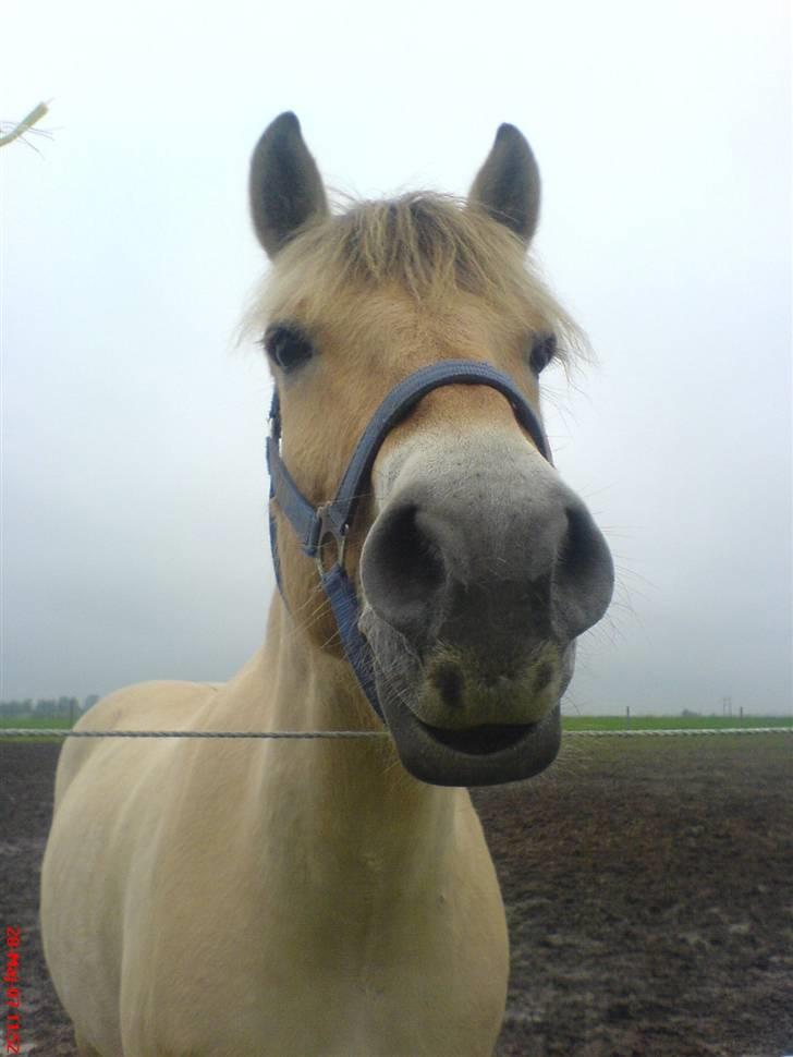 Fjordhest Snuggi - Hængemule billede 4