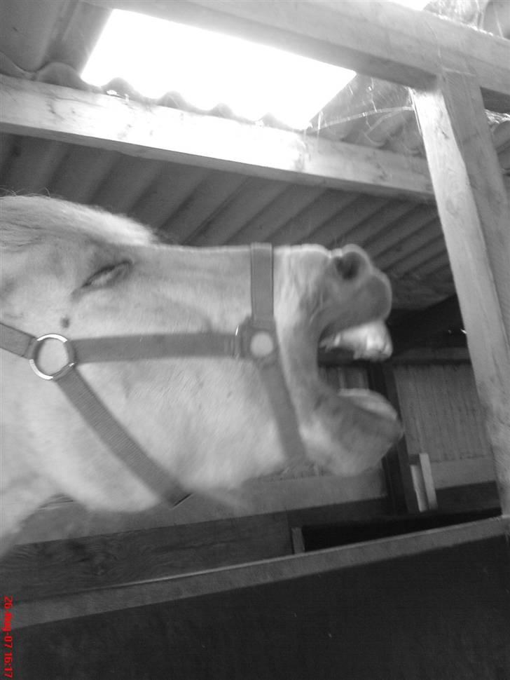 Fjordhest Snuggi - Gaaab billede 5