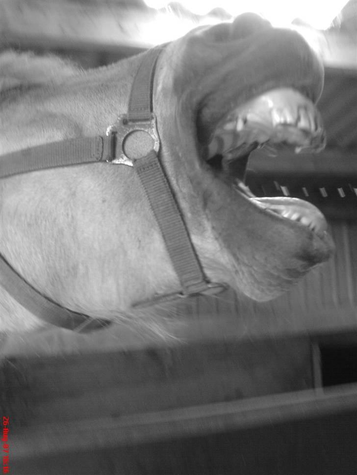 Fjordhest Snuggi - Smil til verden og verden smiler igen billede 6