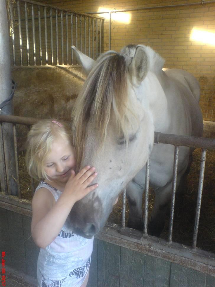 Fjordhest Figgo  - Hej Figgo fjordhest billede 1