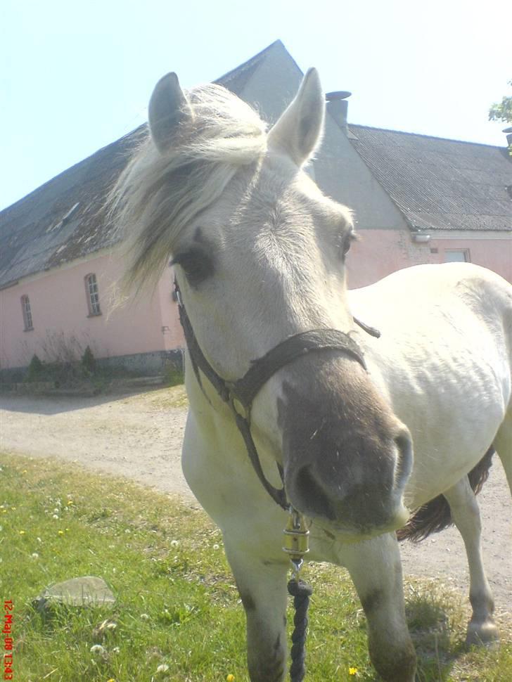 Fjordhest Figgo  - Blæsten kan man ikke få at se...  billede 2
