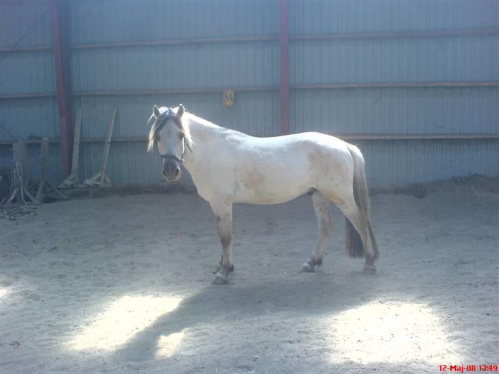 Fjordhest Figgo  - Jeg syntes jeg er pæn..  billede 3