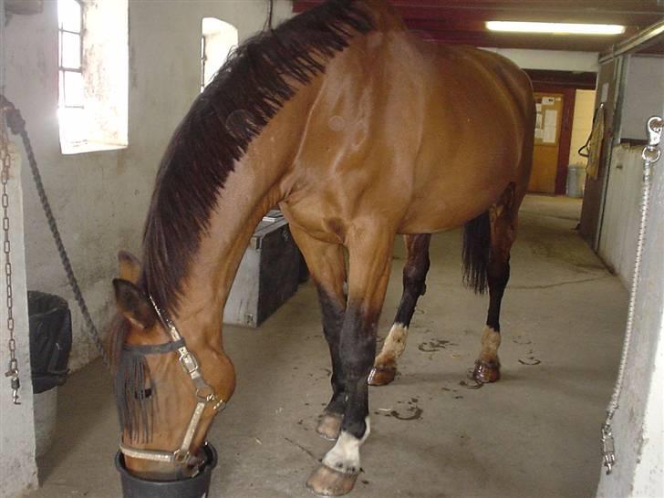Dansk Varmblod Lucky - Ummm, foder.. billede 8