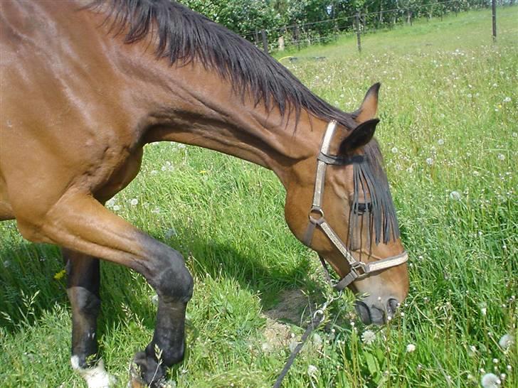 Dansk Varmblod Lucky - Græs, igen igen.... billede 13