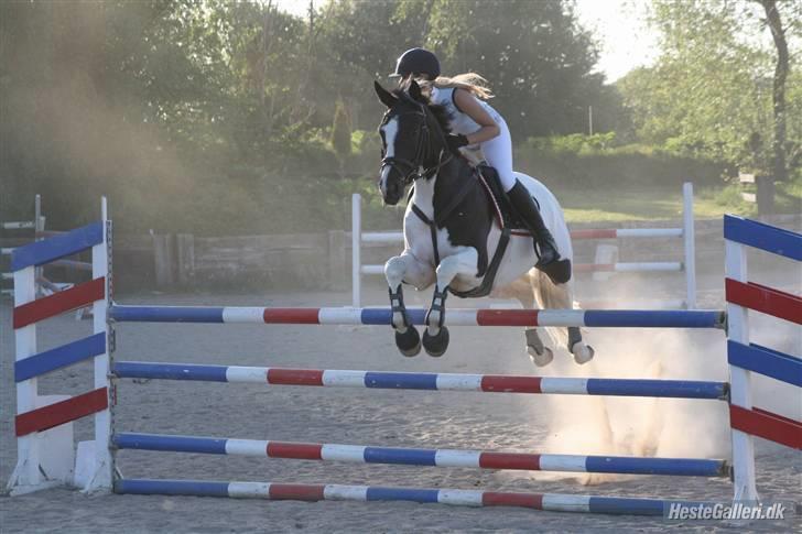 Anden særlig race Europy / Unik (PASSER) - Katja og Unik springer LA ©AM-foto billede 9