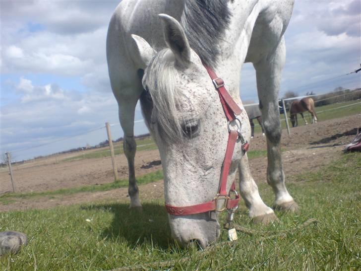 Anden særlig race Donata (pony) *SOLGT* :( billede 1