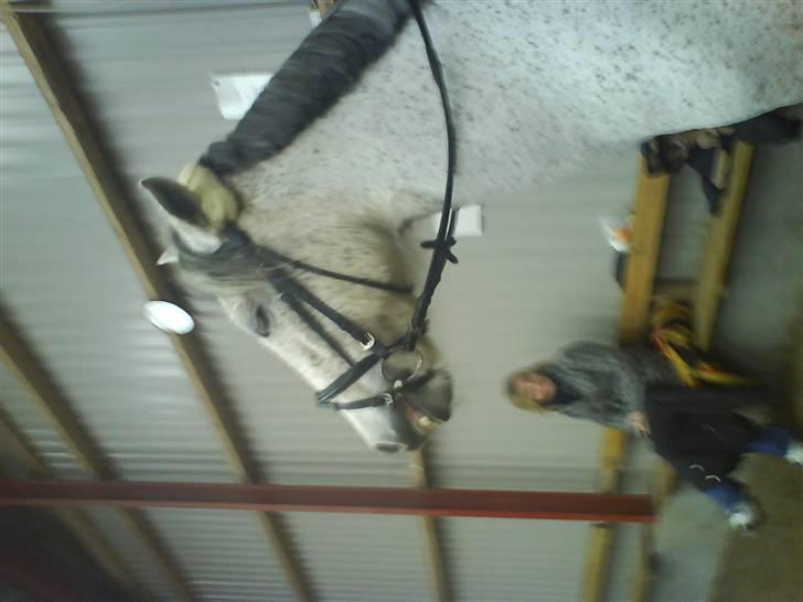 Anden særlig race Donata (pony) *SOLGT* :( billede 2