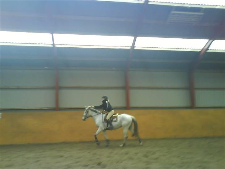 Anden særlig race Donata (pony) *SOLGT* :( billede 3