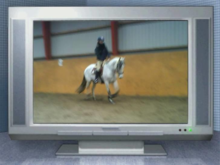 Anden særlig race Donata (pony) *SOLGT* :( billede 4