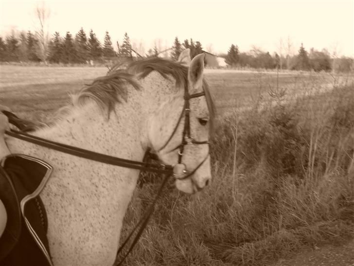 Anden særlig race Donata (pony) *SOLGT* :( - En af de første gange i skoven :D billede 5