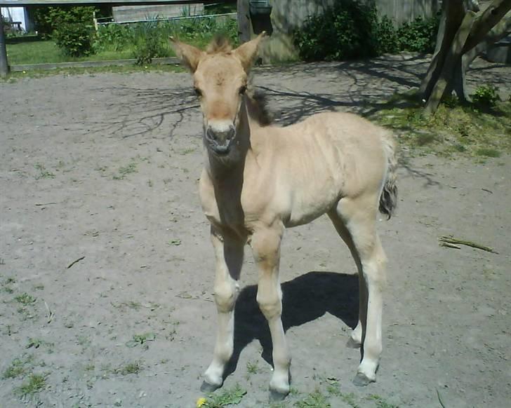 Anden særlig race Bella Missel <3 - Velkommen til bella´s profil :) kig jer omkring og smid en bedømmelse:P (14 dage gammel) billede 1
