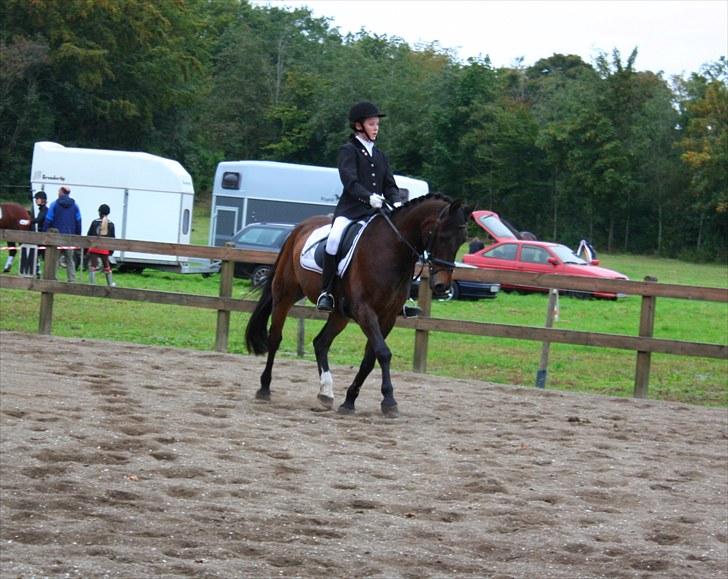 Anden særlig race Bakkelys Felur *Solgt* - Taget af Michelle Greve Nielsen<3 TAK  billede 3