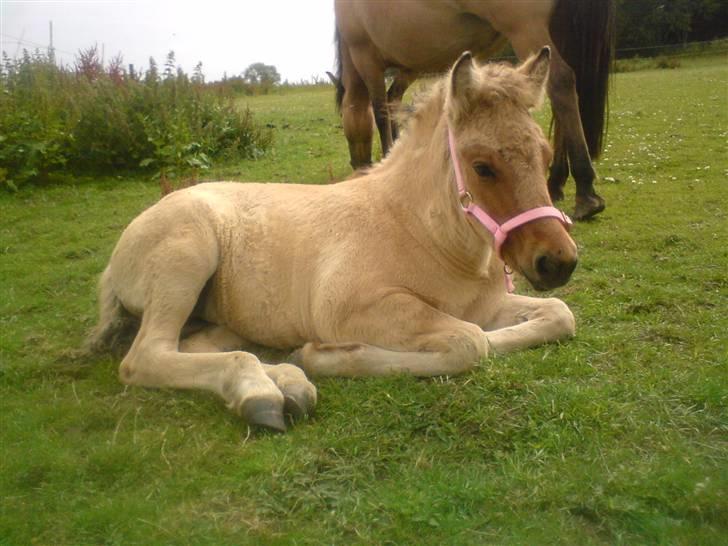 Anden særlig race Bella Missel <3 - ligger efter hun lige har fået grime på for første gang..(ca. 1 1/2 måned) billede 5