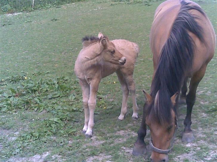 Anden særlig race Bella Missel <3 - balla 14 dage gammel..(første gang jeg så hende) billede 7