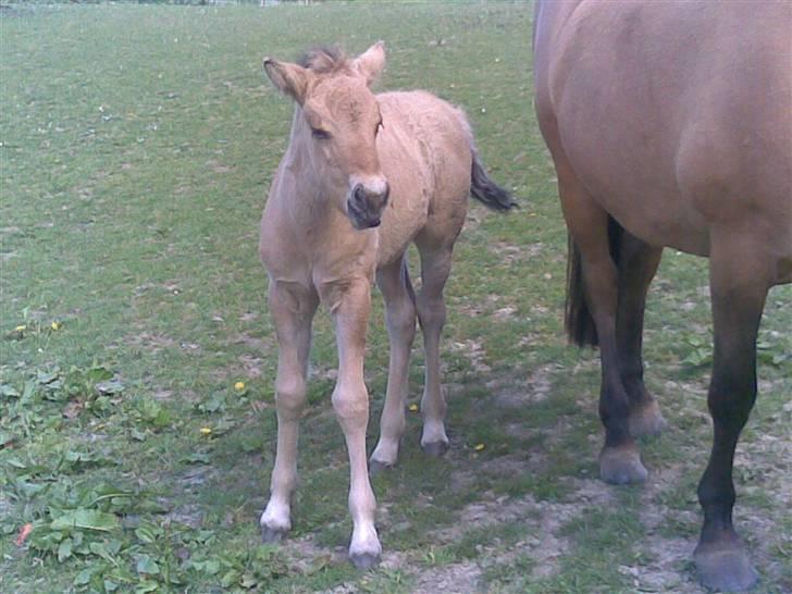 Anden særlig race Bella Missel <3 - 14 dage gammel billede 8