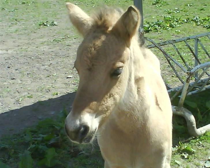 Anden særlig race Bella Missel <3 - hendes kønne hoved..(14 dage gammel) billede 10