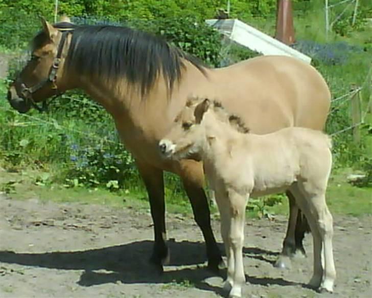 Anden særlig race Bella Missel <3 - står tæt op ad sin mor..(14 dage gammek) billede 11