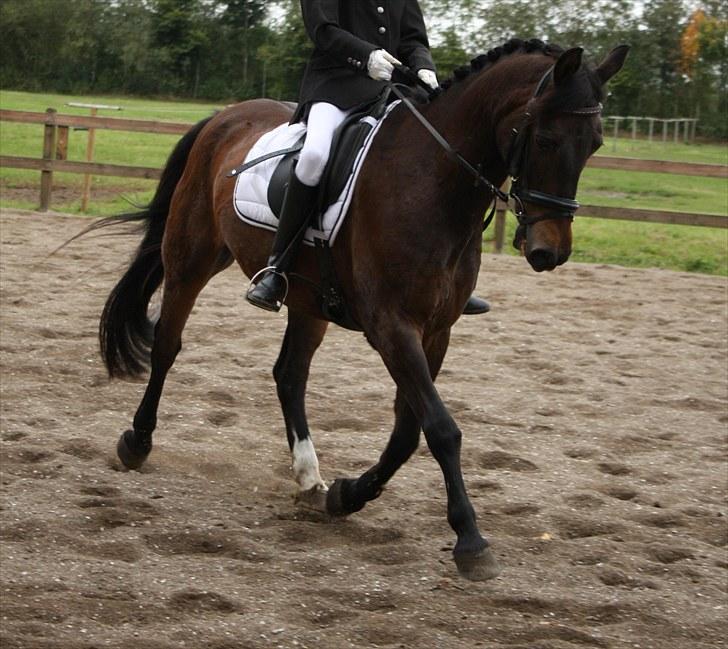 Anden særlig race Bakkelys Felur *Solgt* - Taget af Michelle Greve Nielsen<3 TAK  billede 4