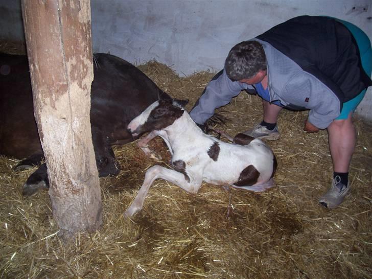 Pinto søndergårdens ayla billede 1