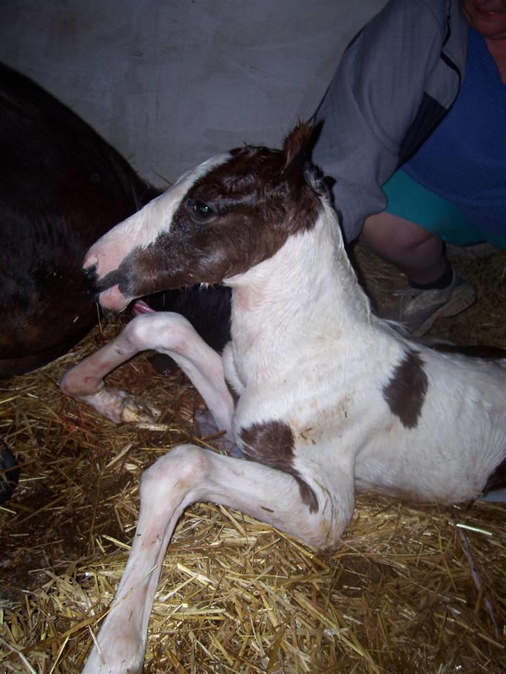 Pinto søndergårdens ayla billede 2