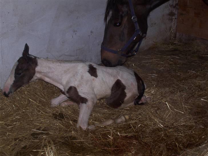 Pinto søndergårdens ayla billede 3